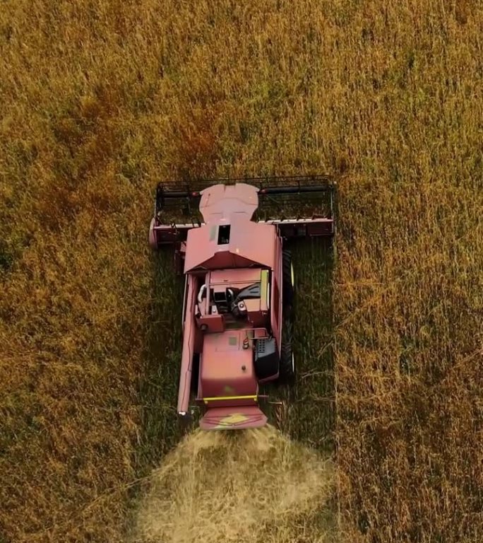 乌克兰垂直视频战争与粮食危机，麦田用炮弹炸出弹坑。无人机飞过在麦田里工作的联合收割机