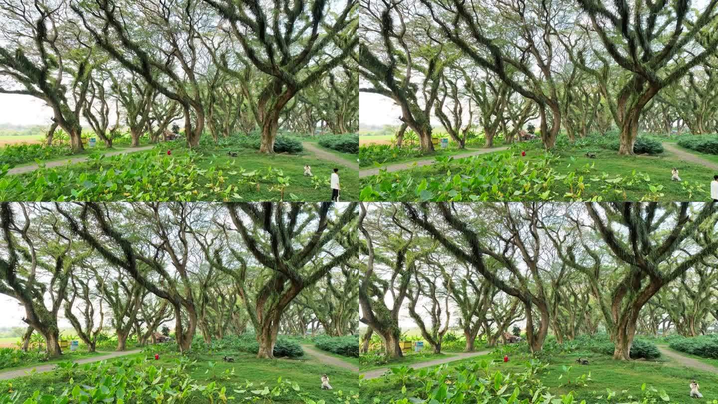 印尼东爪哇Banyuwangi的De Djawatan森林里美丽的绿树。