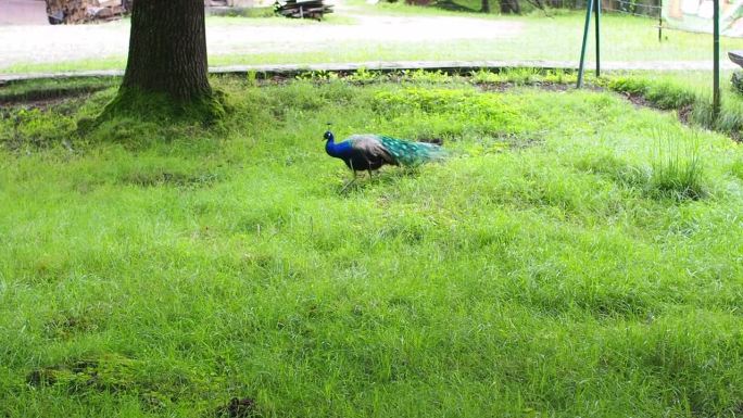 绿草地上的蓝颈孔雀Pavo muticus Linnaeus。
