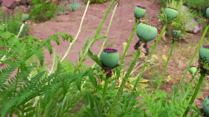 夏天田野上生长的绿色罂粟头种子荚
