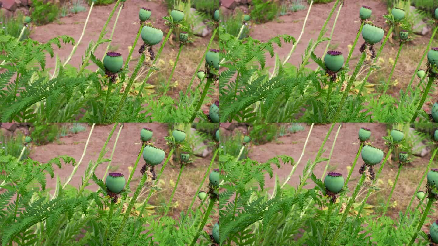 夏天田野上生长的绿色罂粟头种子荚