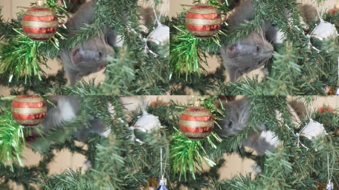 好奇的小灰猫在玩圣诞树。小猫咪爬上装饰节日的冷杉树。庆祝新年。宠物的趣事。节日期间的家畜