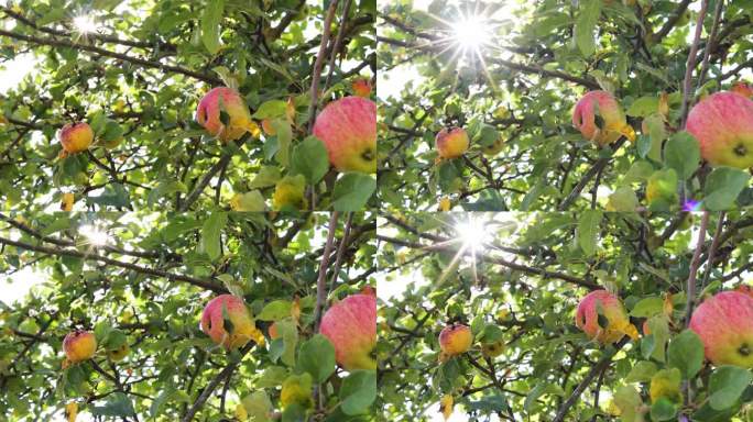 苹果树上的新鲜苹果视频