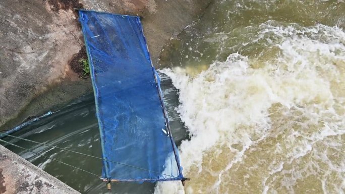 在大坝放水以防止洪水泛滥时，鱼儿跳入鱼网的画面。