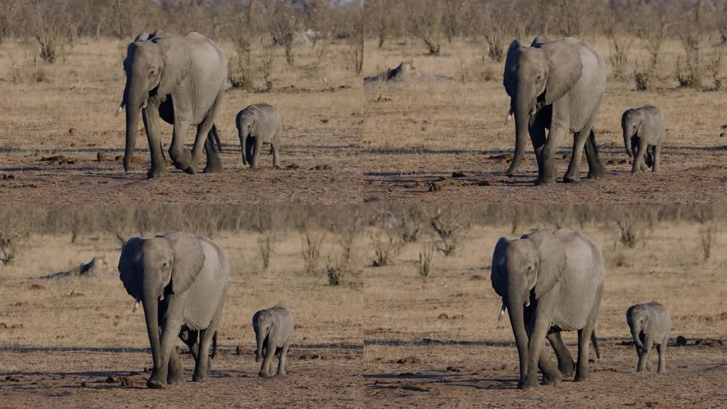特写镜头。母象带着可爱的小象走出灌木丛，走向水坑喝水