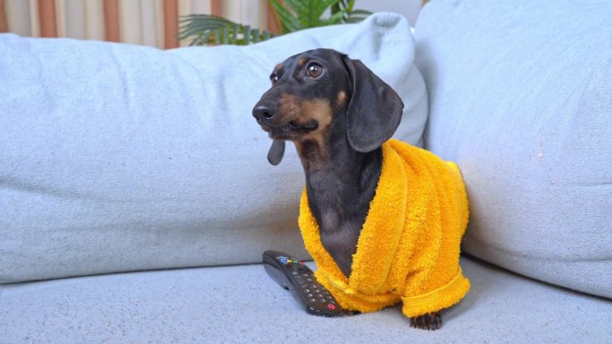 早上累醒了的腊肠狗穿着黄色的浴袍坐在沙发上，努力醒来，振作起来，滑稽地把头靠在沙发上。拖延者的周末，