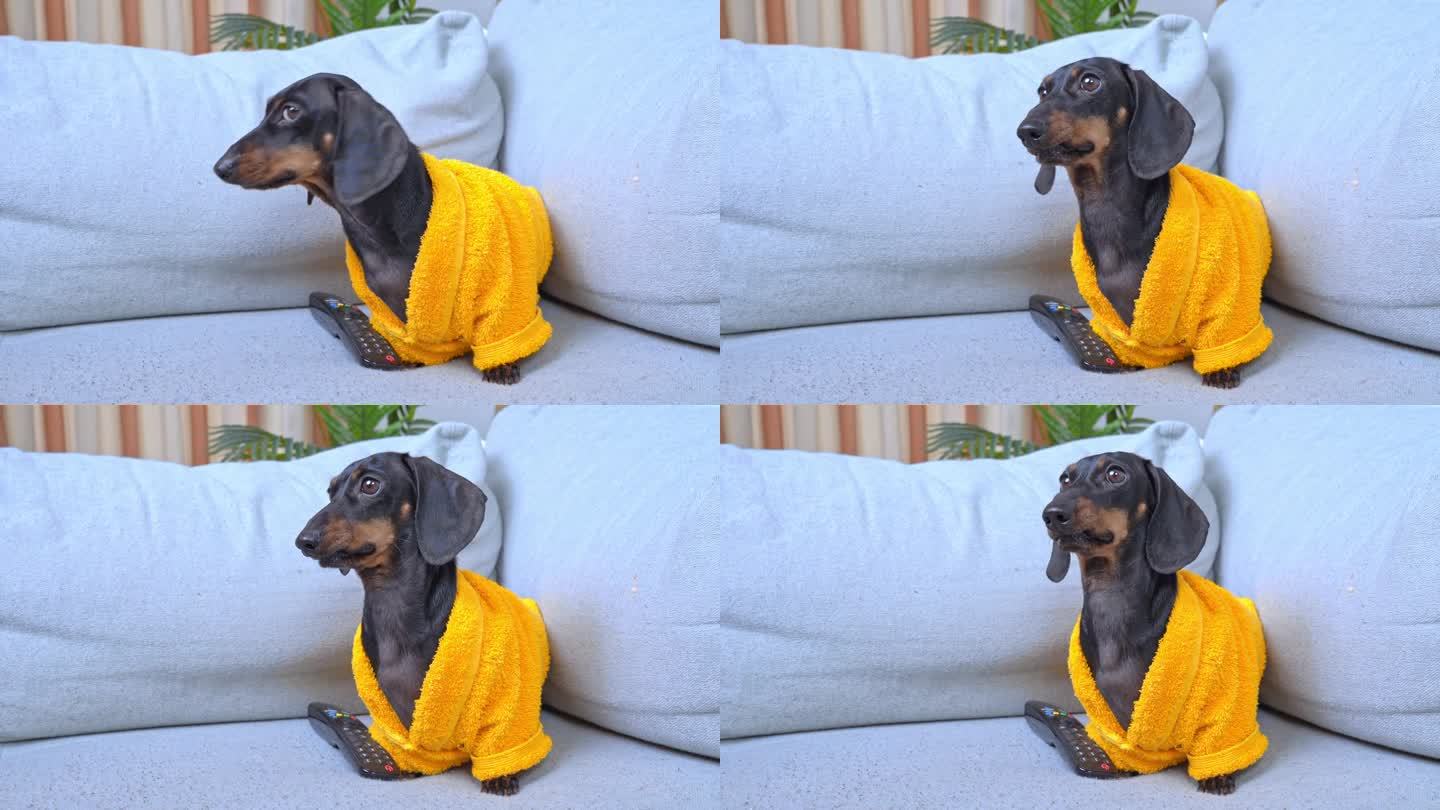 早上累醒了的腊肠狗穿着黄色的浴袍坐在沙发上，努力醒来，振作起来，滑稽地把头靠在沙发上。拖延者的周末，
