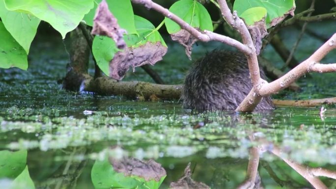 游水的海狸鼠、麝鼠、海狸鼠或河鼠在花园池塘或湖泊中寻找水面食物，是欧洲水域的入侵物种，它们以啮齿动物