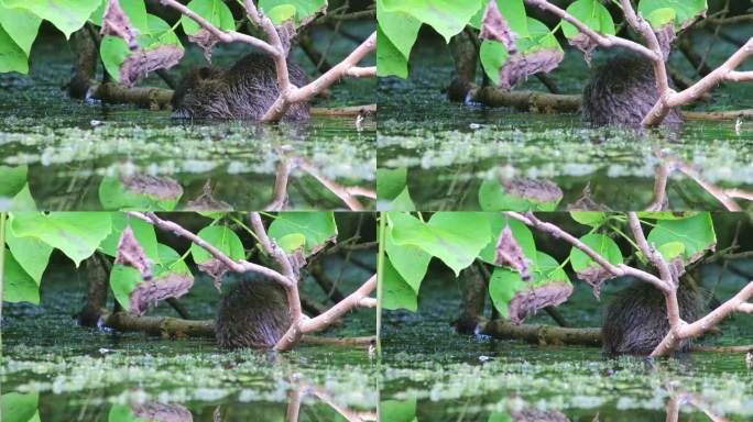 游水的海狸鼠、麝鼠、海狸鼠或河鼠在花园池塘或湖泊中寻找水面食物，是欧洲水域的入侵物种，它们以啮齿动物