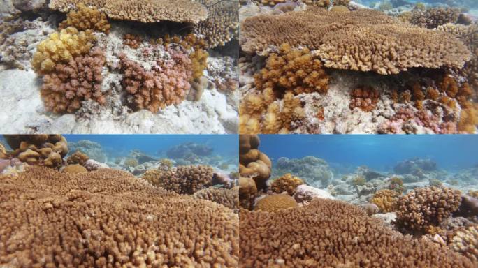 电影般的慢动作镜头，在清澈明亮的海水中，鲜艳多彩的珊瑚倾斜着，鱼儿在四周游动