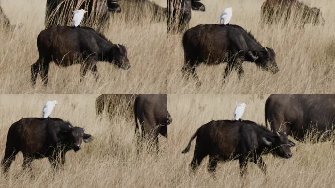 特写:年轻的开普水牛小牛，背上有一只牛白鹭在长长的草丛中行走