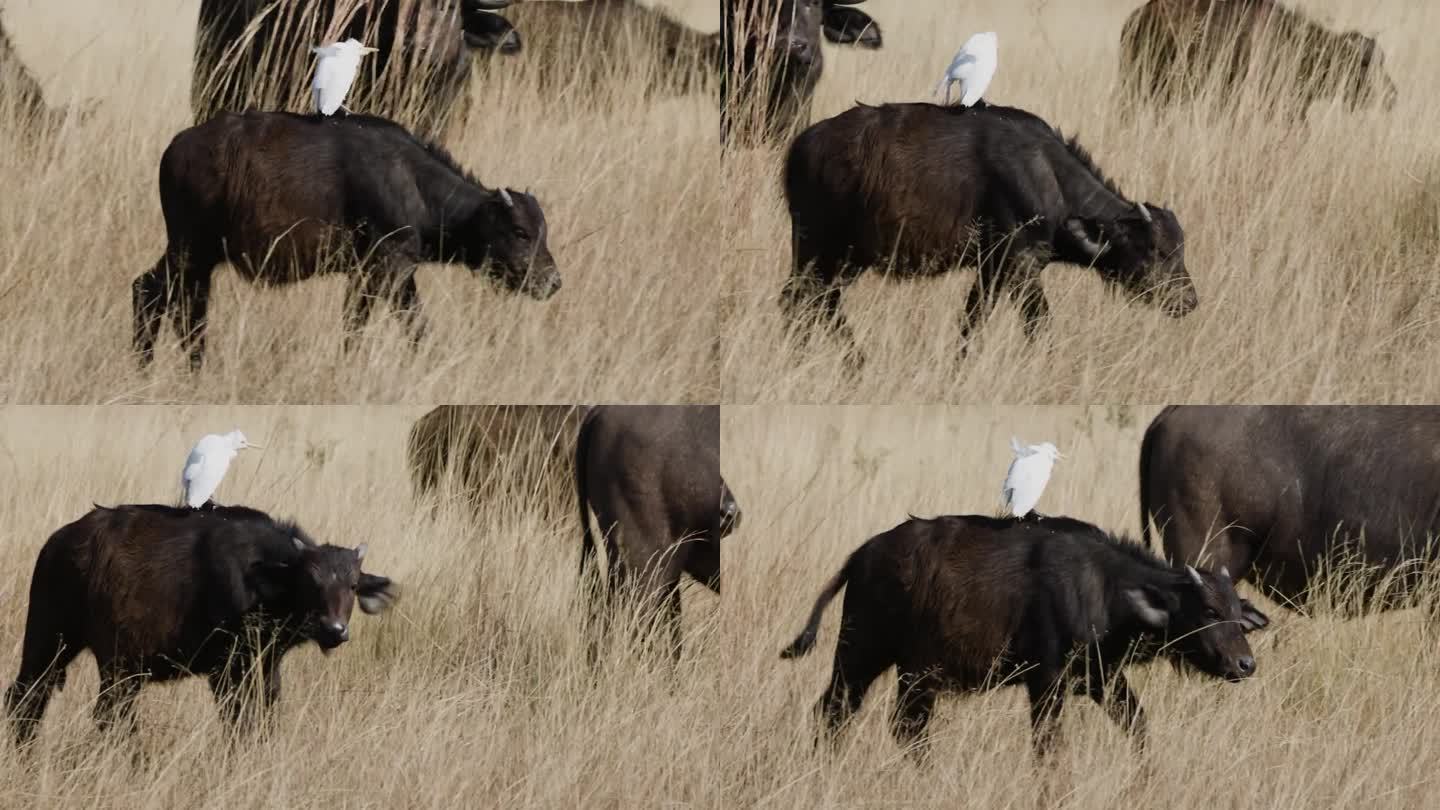 特写:年轻的开普水牛小牛，背上有一只牛白鹭在长长的草丛中行走