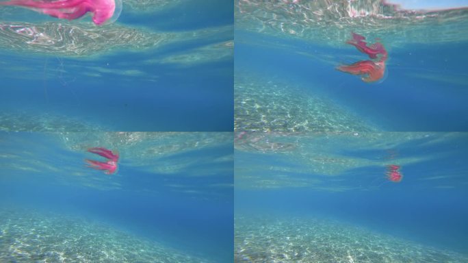 海洋中的粉色水母。珀拉吉娅夜光虫。