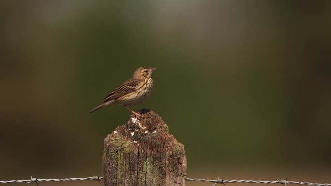 春天坐在木杆上的雄性树蜂(Anthus trivialis)