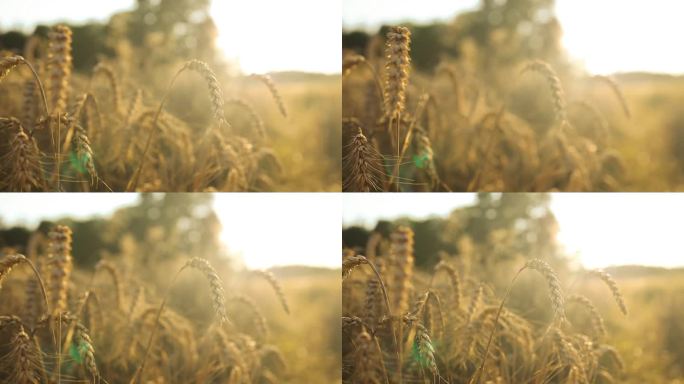 夕阳下麦田里金色麦穗的特写。夏日傍晚的麦田。美丽的自然日落景观。收获时期，丰富收获理念。