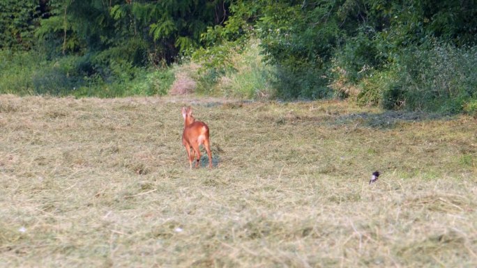 可爱的棕色小鹿在广阔的草地上寻找食物