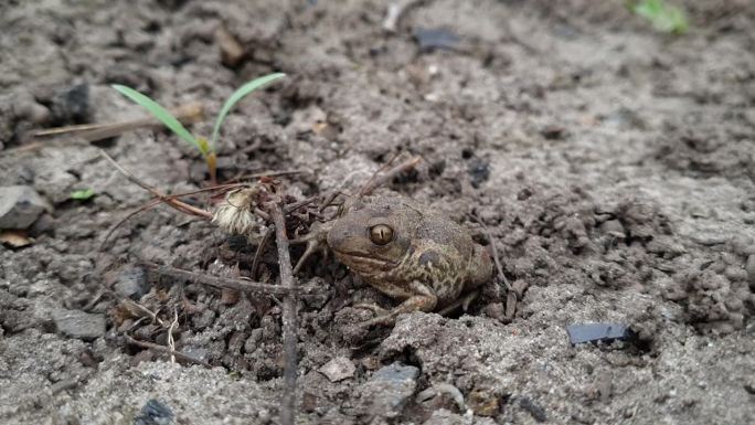 青蛙把自己埋在地下。花园里的小蟾蜍。土蟾蜍在地下挖洞。花园里的土蟾蜍。