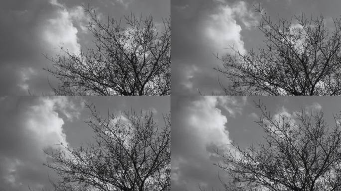 干枯的树，树枝在风中摇曳，云彩在天空中缓缓飘过