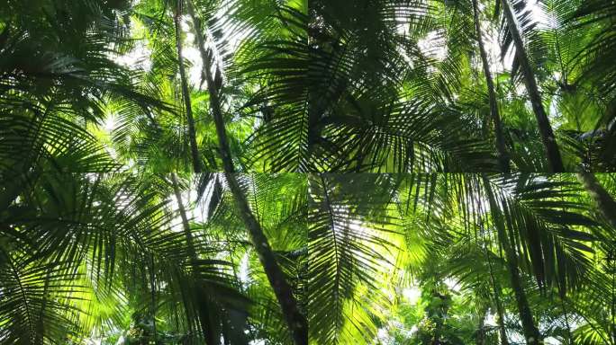 朱帕达拉棕榈心林，巴西大西洋森林