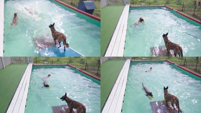 狗在大热天冷游泳