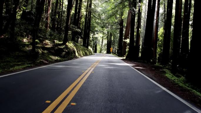 旧金山湾:红木森林驾驶