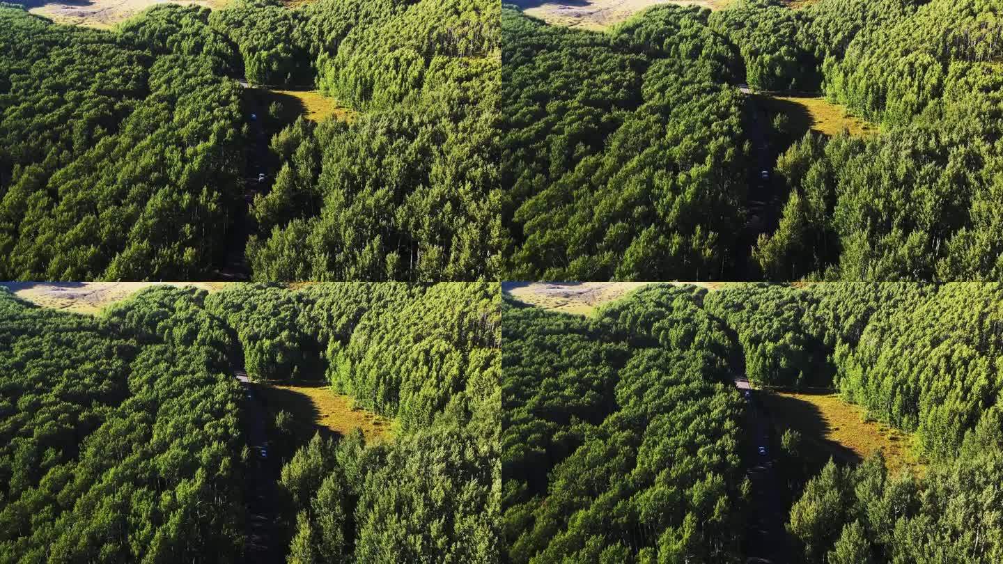 犹他州的卫兵山口，无人机跟踪行驶在森林道路上的汽车