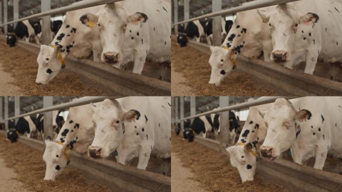 牛棚里可爱的奶牛牛奶生产牛棚奶牛