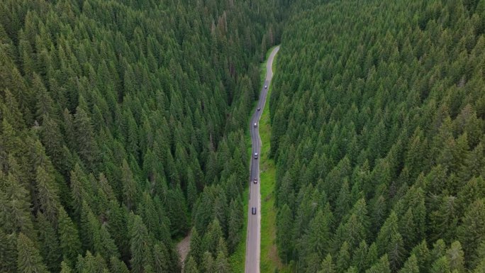 鸟瞰图飞越旧补丁双车道森林道路与汽车移动。两边都是茂密的绿树。车队沿着森林道路行驶。开车穿过松林。