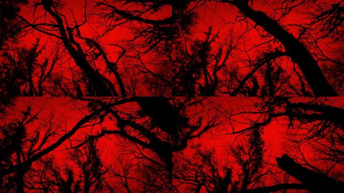 黑暗的树和红色的天空下可怕的行走POV