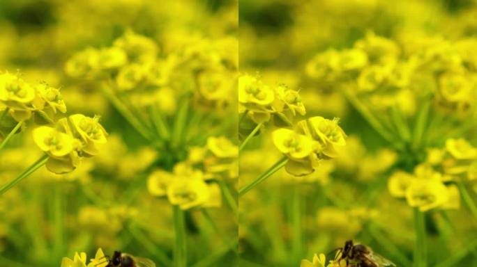 垂直视屏蜜蜂收集黄色花朵上的花粉