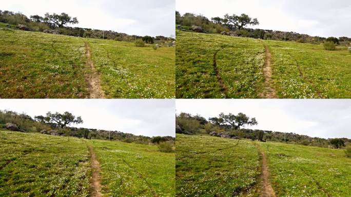 全景视频在普拉森西亚，Cáceres，西班牙，沿着一条山间小路散步，有霍尔姆橡树和栓皮栎，岩石，草和