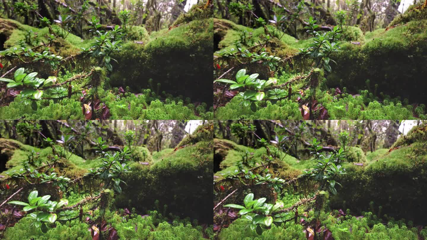 苔藓在古老的雨林中生长