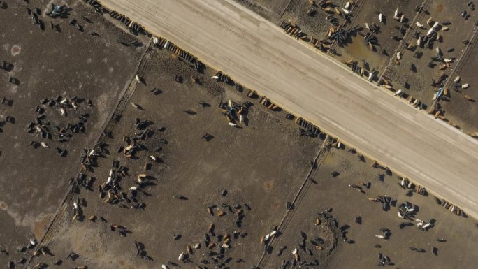 数百头奶牛在一个大型养牛场