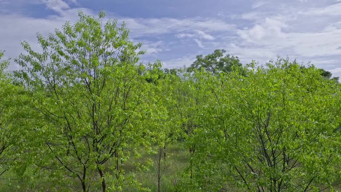 卡纳塔克邦农村茂密的大型檀香木种植园和幼树