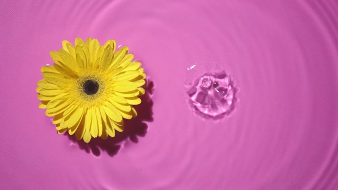小水滴落在粉红色的背景上，非洲菊花漂浮在水中