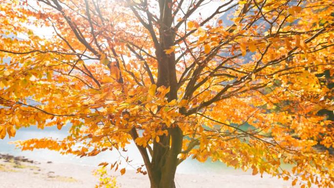 秋天，树上五颜六色的叶子在风中飞舞
