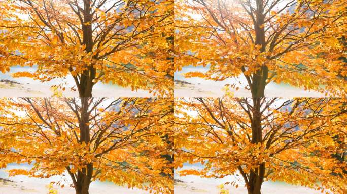 秋天，树上五颜六色的叶子在风中飞舞