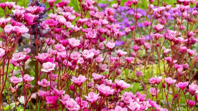 粉红色的小花在柔和的春风下摇曳。清新的自然背景。4K彩色花卉视频。