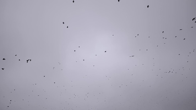 一群黑鸟在阴云密布的秋空里盘旋飞翔