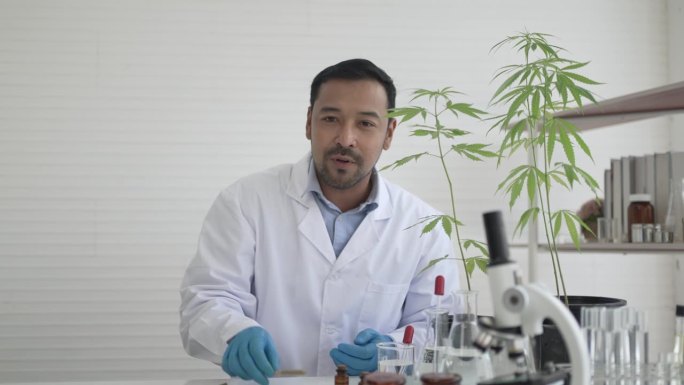 科学家正在实验室研究大麻。