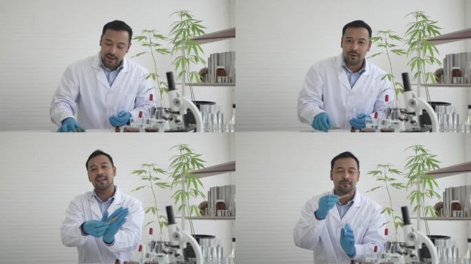 科学家正在实验室研究大麻。