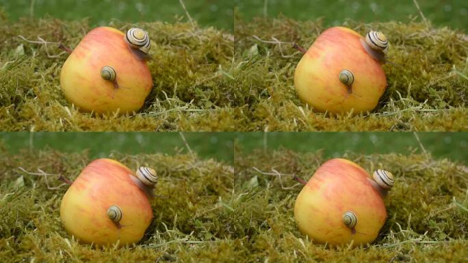 蜗牛在苹果上，保持平衡