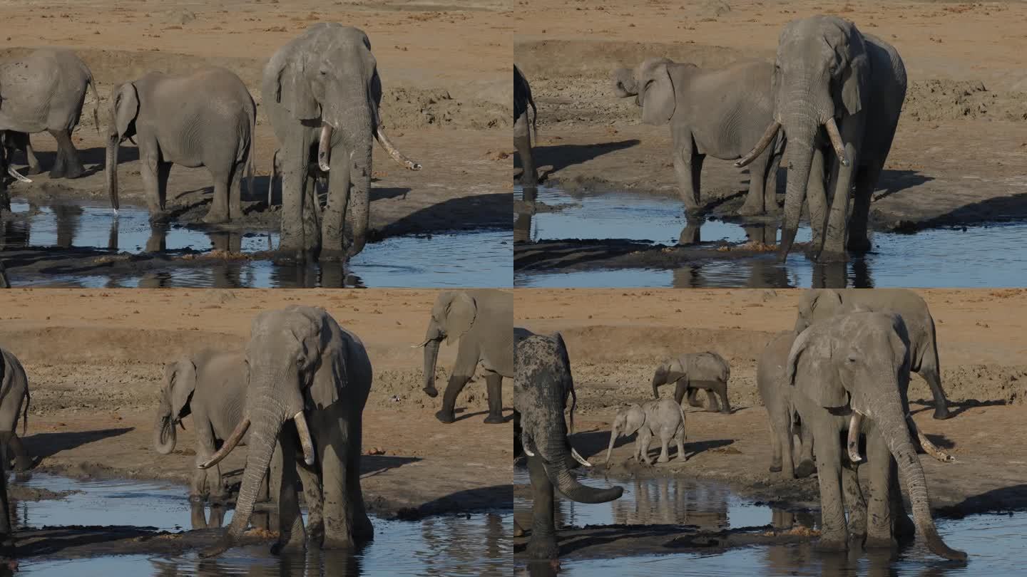 特写镜头。一小群大象和可爱的小象在水坑边喝水