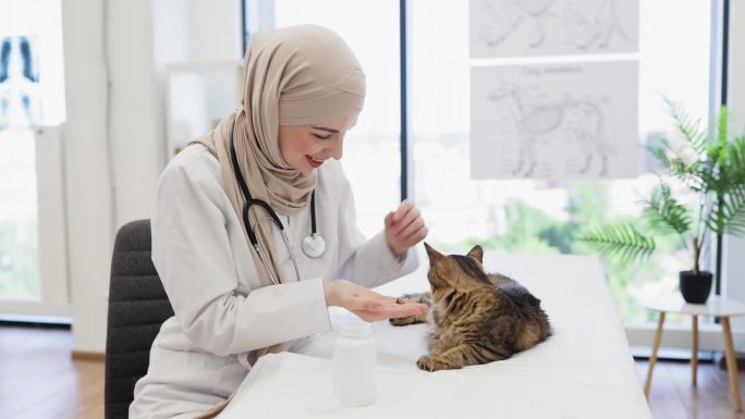 戴头巾的兽医正在给猫病人用药