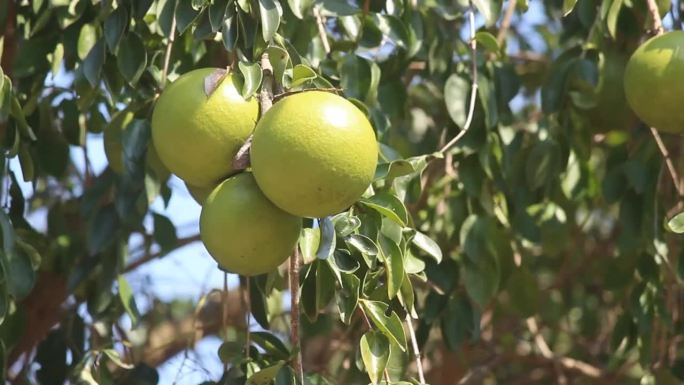 马钱子树的果实，被称为生橙或猴橙