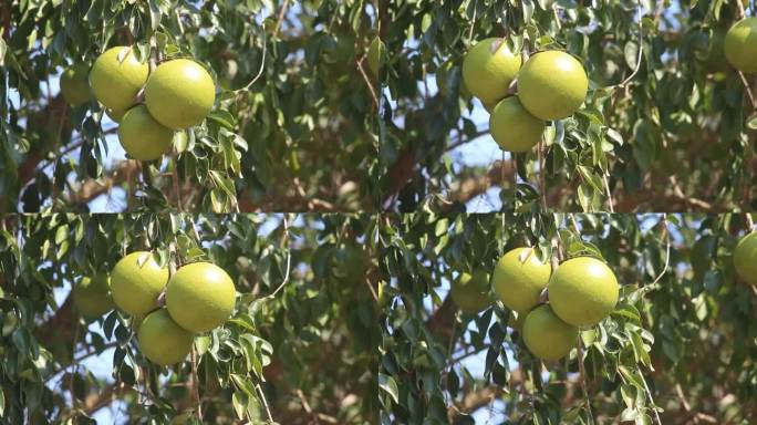 马钱子树的果实，被称为生橙或猴橙