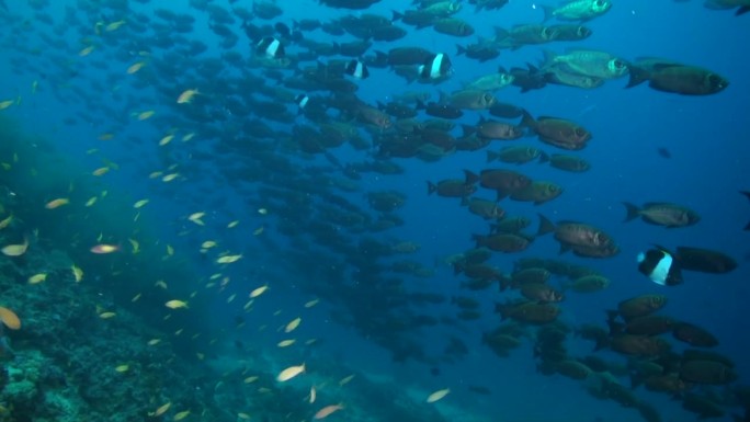 一群鳍状的大眼鱼为水下珊瑚礁增添了能量。