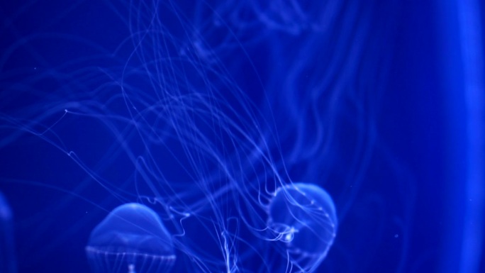 半透明的水母长长的触须美丽的漂浮在深蓝色的海水下的海洋4k