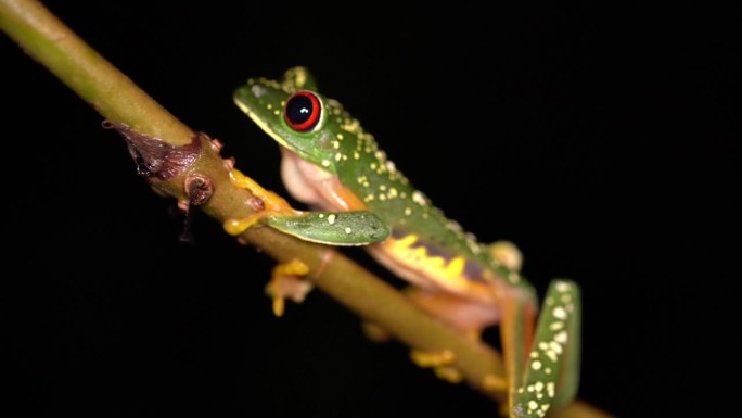 尤卡坦半岛红眼树蛙