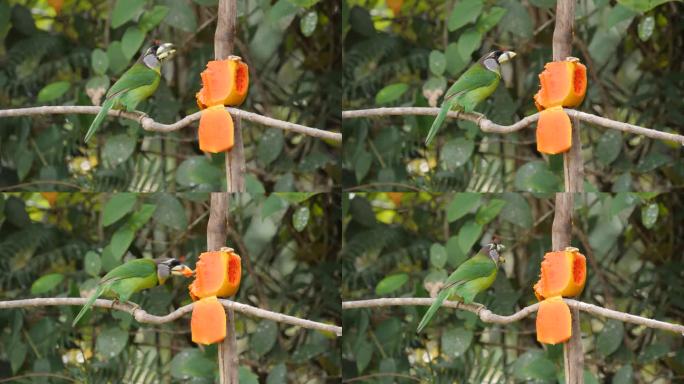 火丛Barbet(马来西亚野生鸟类)